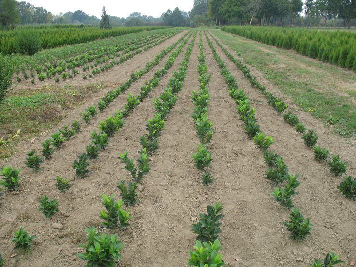 Prunus lauro. Mari